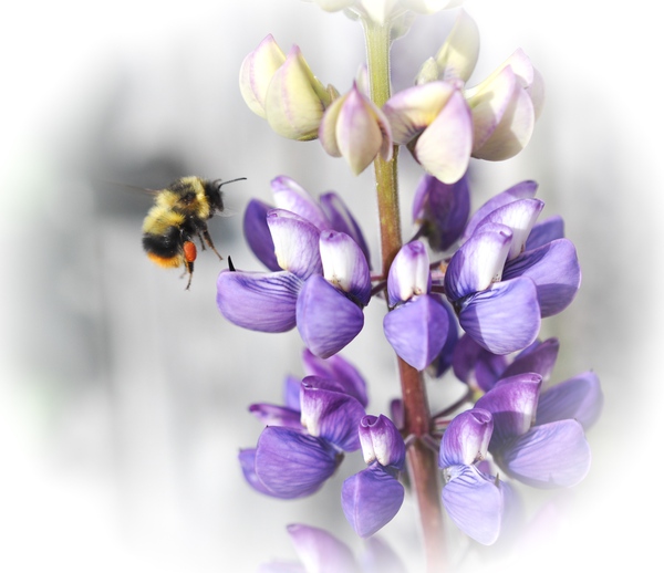 3080094D D185 4223 8EE0 02AA8A0665A2 Print