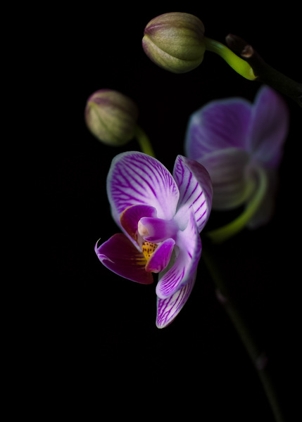 6A02853C 7714 4028 BE2A F75DC0C40BED Print