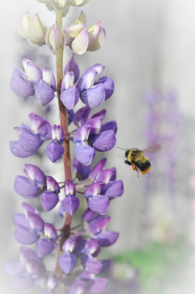 6DA728DD D5BE 4999 BCA9 05CE56D0B715 Print