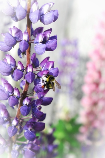 ED964EA7 670A 4B7A 9FD5 14459CFDC15B Print