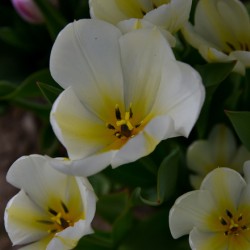 13120CDE 6318 4CF4 8150 C0F030A7166C