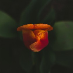 2D129917 4403 4BC1 9556 0C82F687A30C