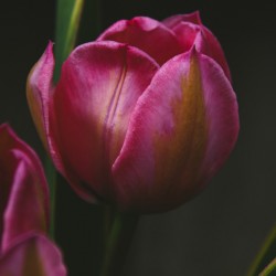 465D0B73 E859 4EFB A8C1 F135AA14F216