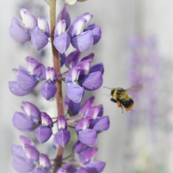 6DA728DD D5BE 4999 BCA9 05CE56D0B715