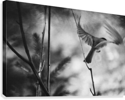 Fusain Canvas Print
