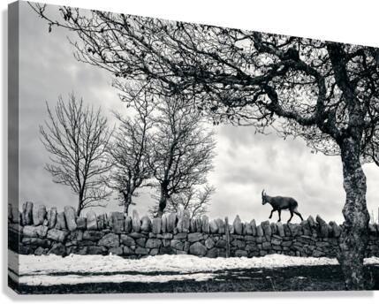 Rock you path Canvas Print