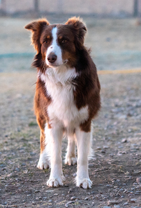 Rusty