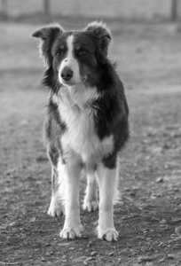 Rusty: Black and White
