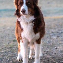 Rusty