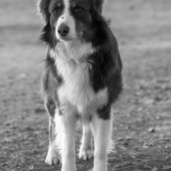 Rusty: Black and White