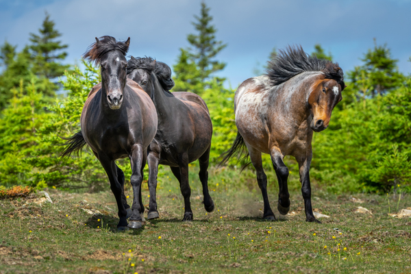 Playful Ponies by Helen Milley