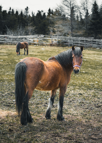 Brandy by Helen Milley