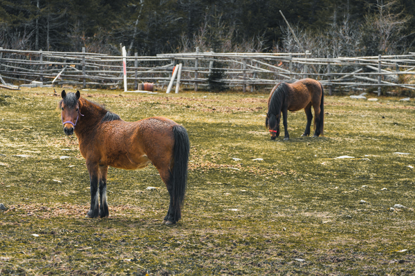 Brandy and Annie by Helen Milley