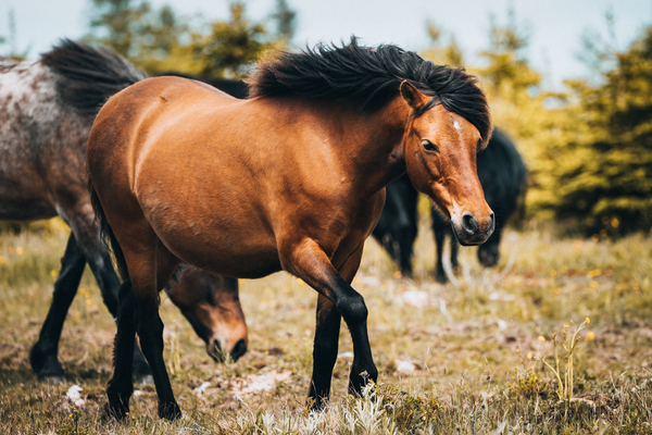 Pony 1 by Helen Milley