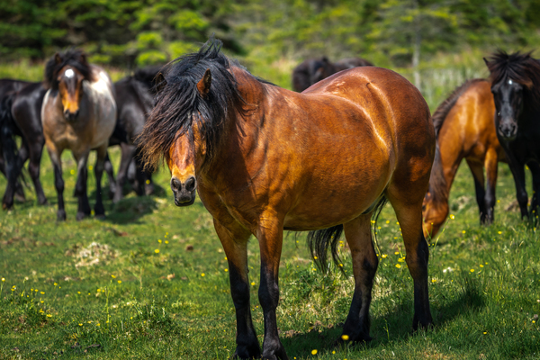 The Herd by Helen Milley