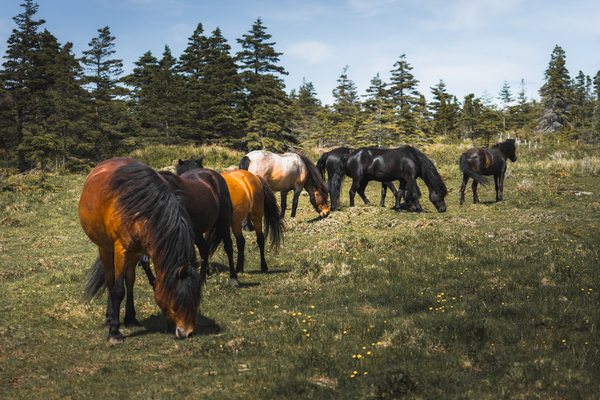 Grazing by Helen Milley