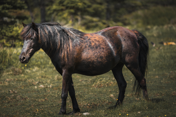 Pony 3 by Helen Milley