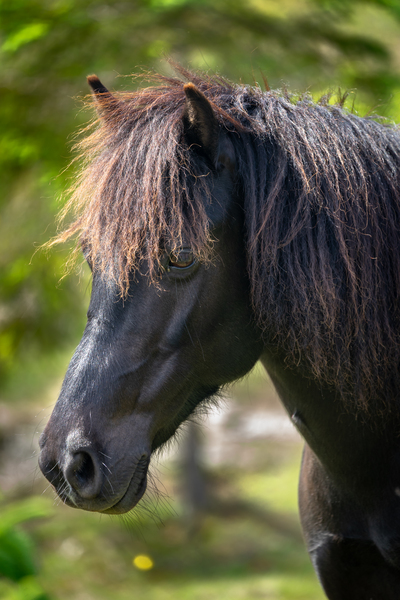 Pony 4 by Helen Milley