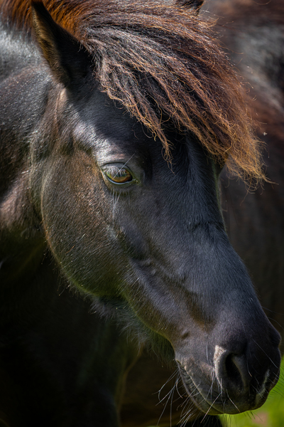 Pony 6 by Helen Milley