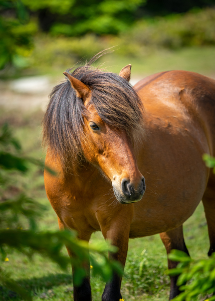 Pony 5 by Helen Milley