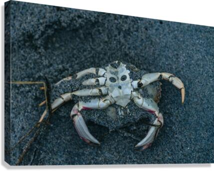 Crabby Face Canvas Print