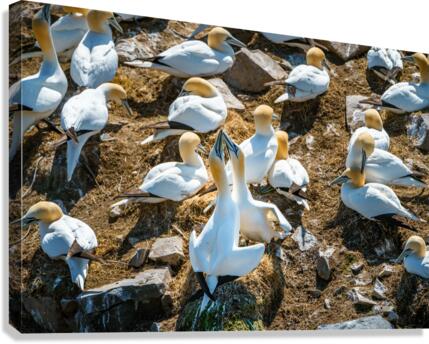 The Dance Canvas Print