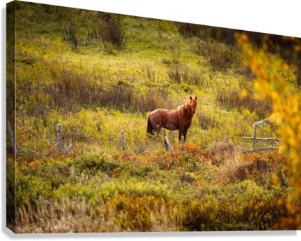 Lady Ferguson Canvas Print
