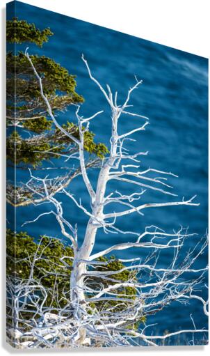 Weathered Canvas Print