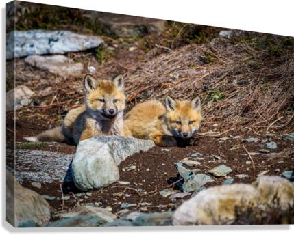 Two Cute Canvas Print
