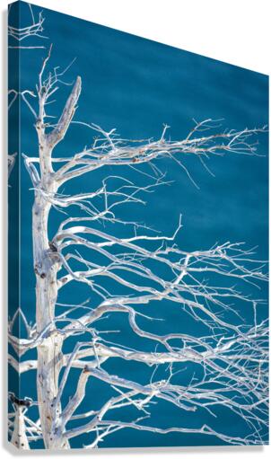 Tuckamore Canvas Print