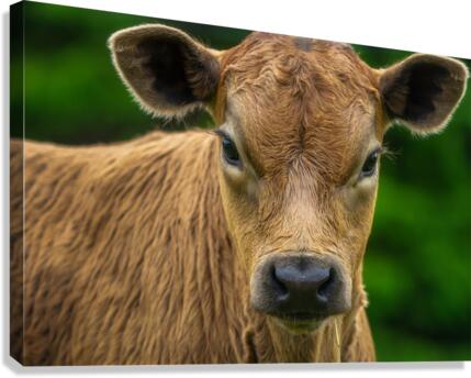 Stare Down Canvas Print