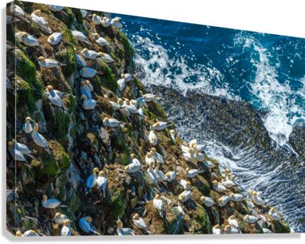 Bird Rock Canvas Print