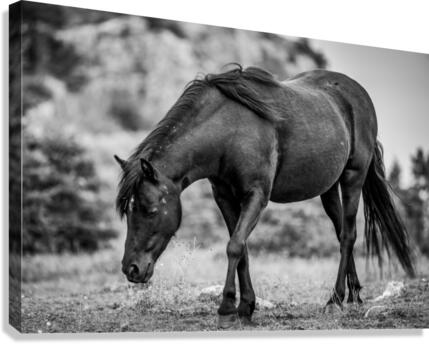 Pony 7 Canvas Print
