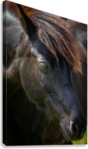 Pony 6 Canvas Print