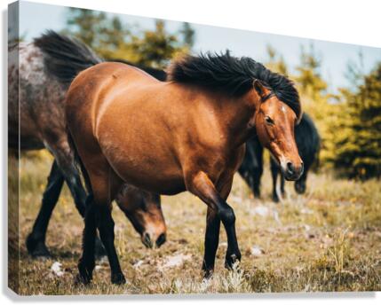 Pony 1 Canvas Print