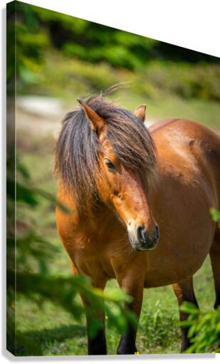 Pony 5 Canvas Print