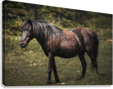 Pony 3 Canvas Print
