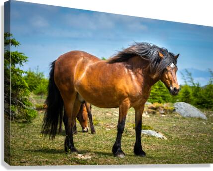 Stryder Canvas Print