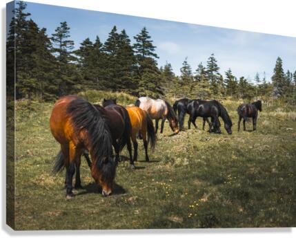 Grazing Canvas Print