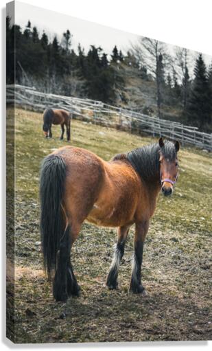 Brandy Canvas Print