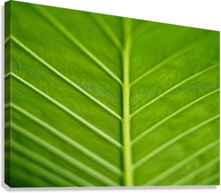 Green Vein Canvas Print