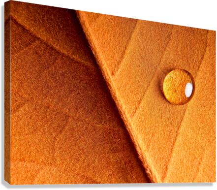 Drop Tension  Canvas Print