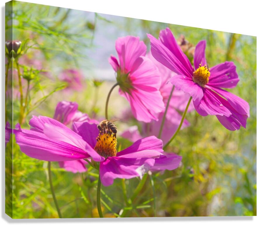 Busy Bee Canvas Print