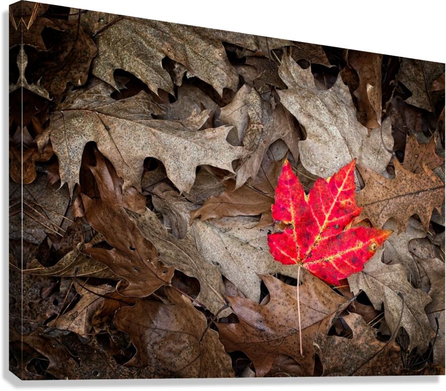 Stand Out Canvas Print