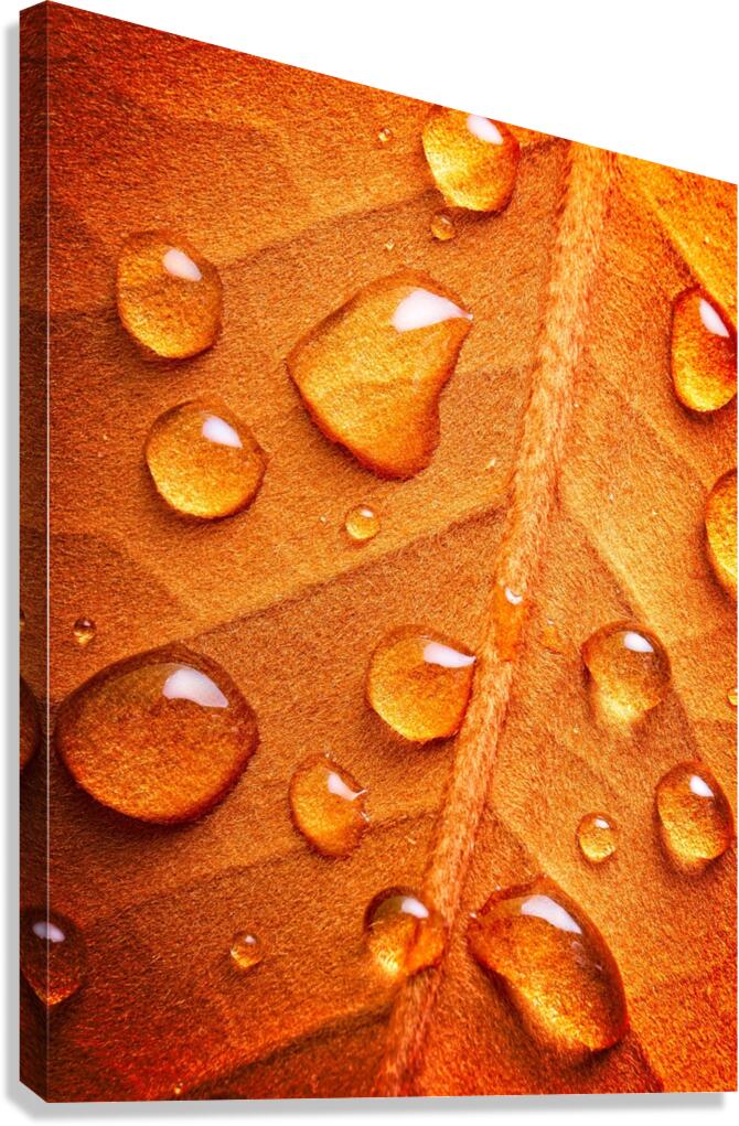 Warm Drops Canvas Print