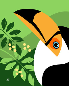 Toco Toucan