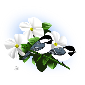 Black Capped Chickadee and Apple Blossoms