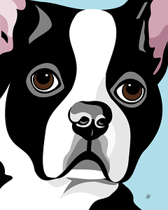 Boston Terrier Flat Dog Portrait