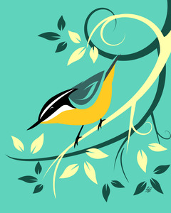 Red Breasted Nuthatch