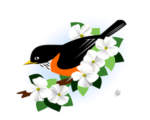 American Robin and Apple Blossom Flowers